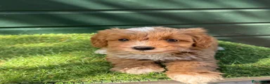 Cockapoo 1