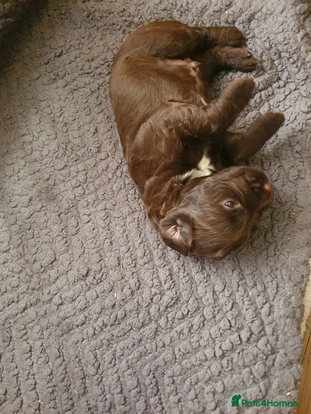 Cocker Spaniel dogs for sale: KC registered working Cocker Spaniels  in Hereford - Advert 2