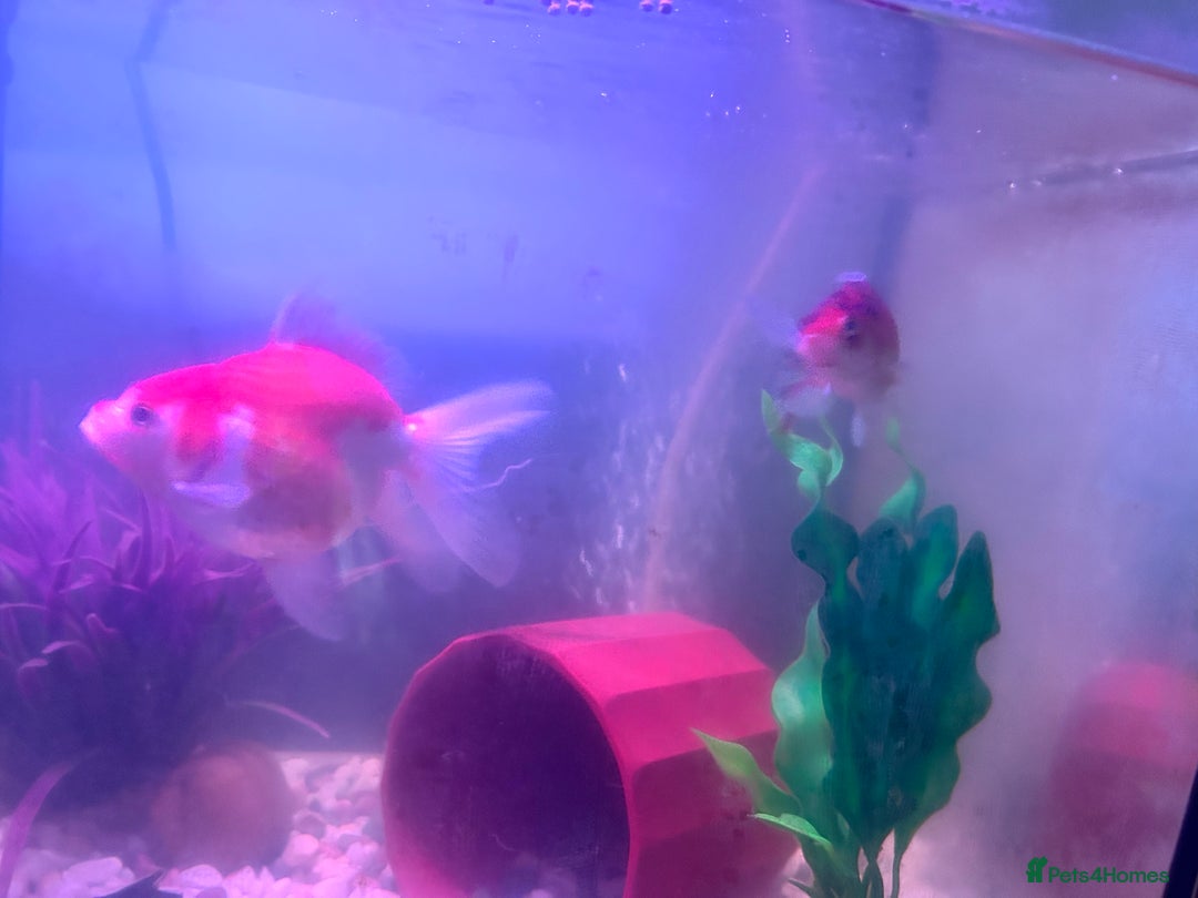 Goldfish fish for sale: X2 Goldfish for sale  - Image 2