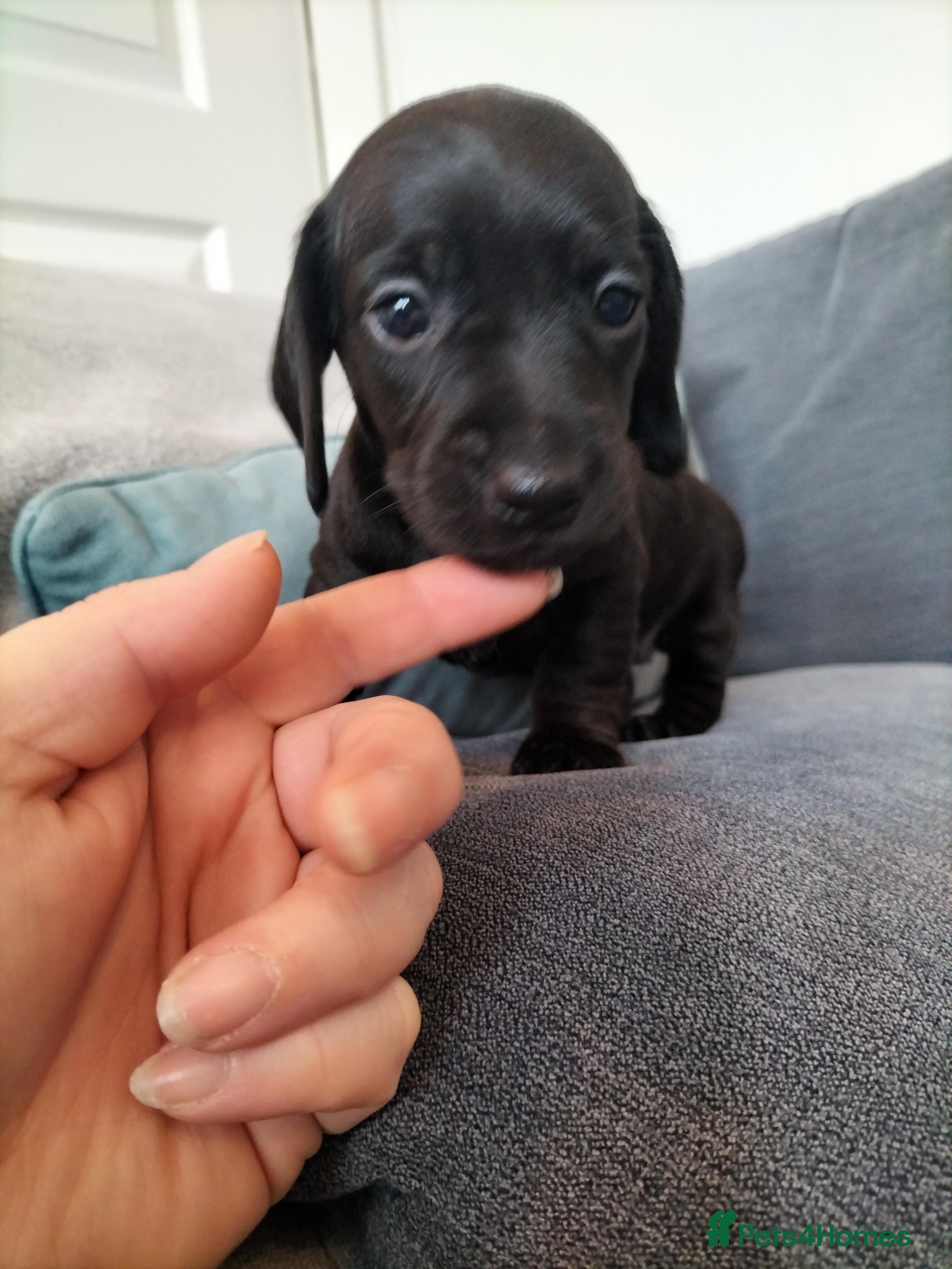 Miniature Dachshund dogs Beautiful miniature dachshunds 😊 - Advert 1