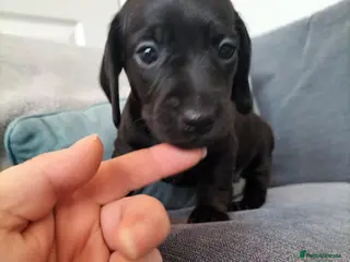 Miniature Dachshund dogs Beautiful miniature dachshunds 😊 - Advert 6