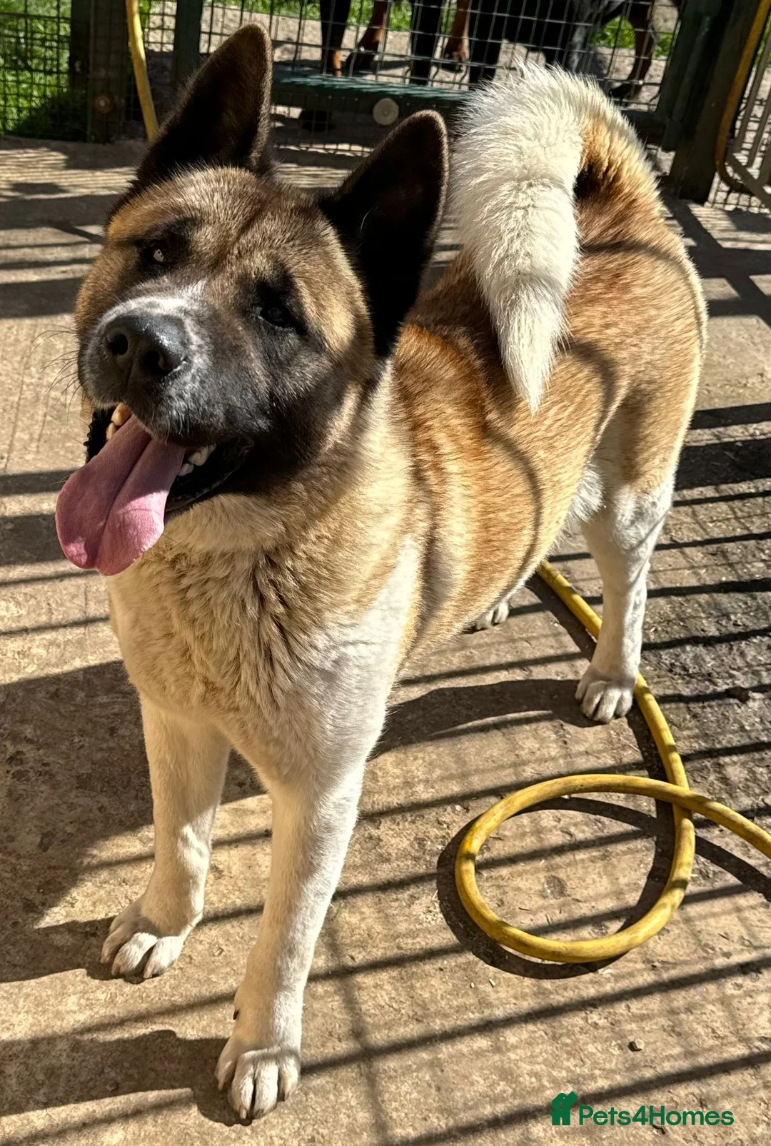 Akita dogs for sale: KC Reg American Akita puppies - Advert 2