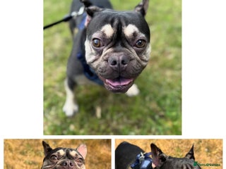 French Bulldog dogs - Advert 25