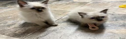 Ragdoll cats for sale: Male Ragdoll Kittens Ready Now - 2 Remaining  - Advert 15