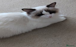 Ragdoll cats for sale: Ragdoll cat  - Image 6