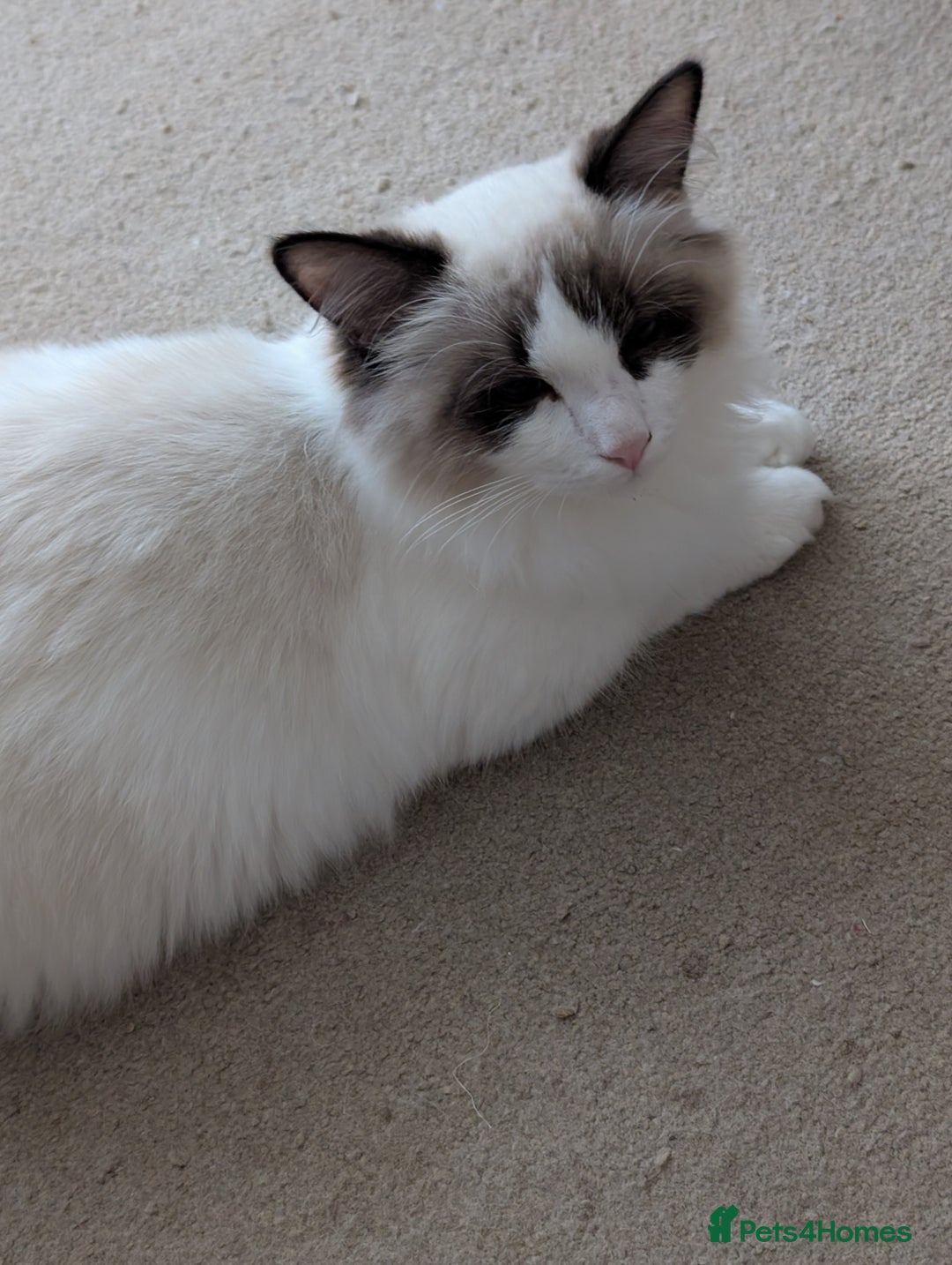 Ragdoll cats for sale: Ragdoll cat  - Image 6