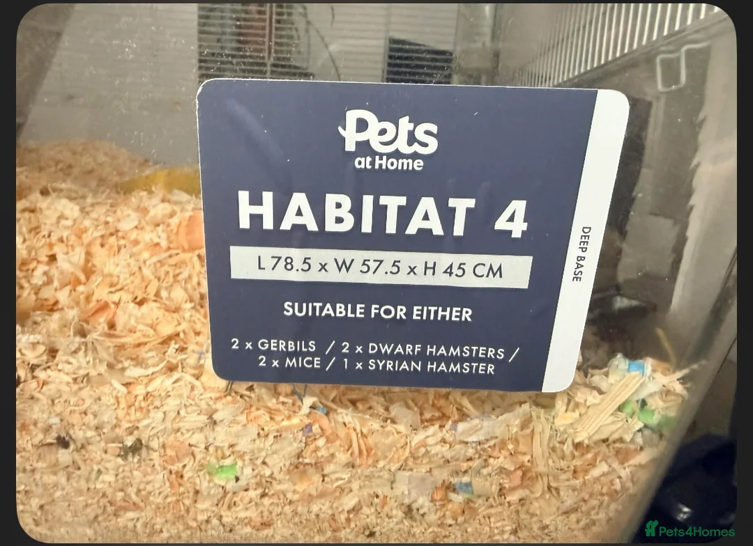 Gerbil rodents for sale: 2 lovely gerbils for sale with cage  - Advert 7