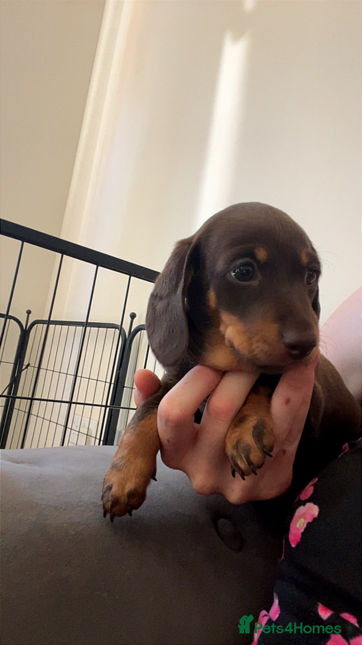 Miniature Dachshund dogs Last girl left to be reserved! - Advert 4