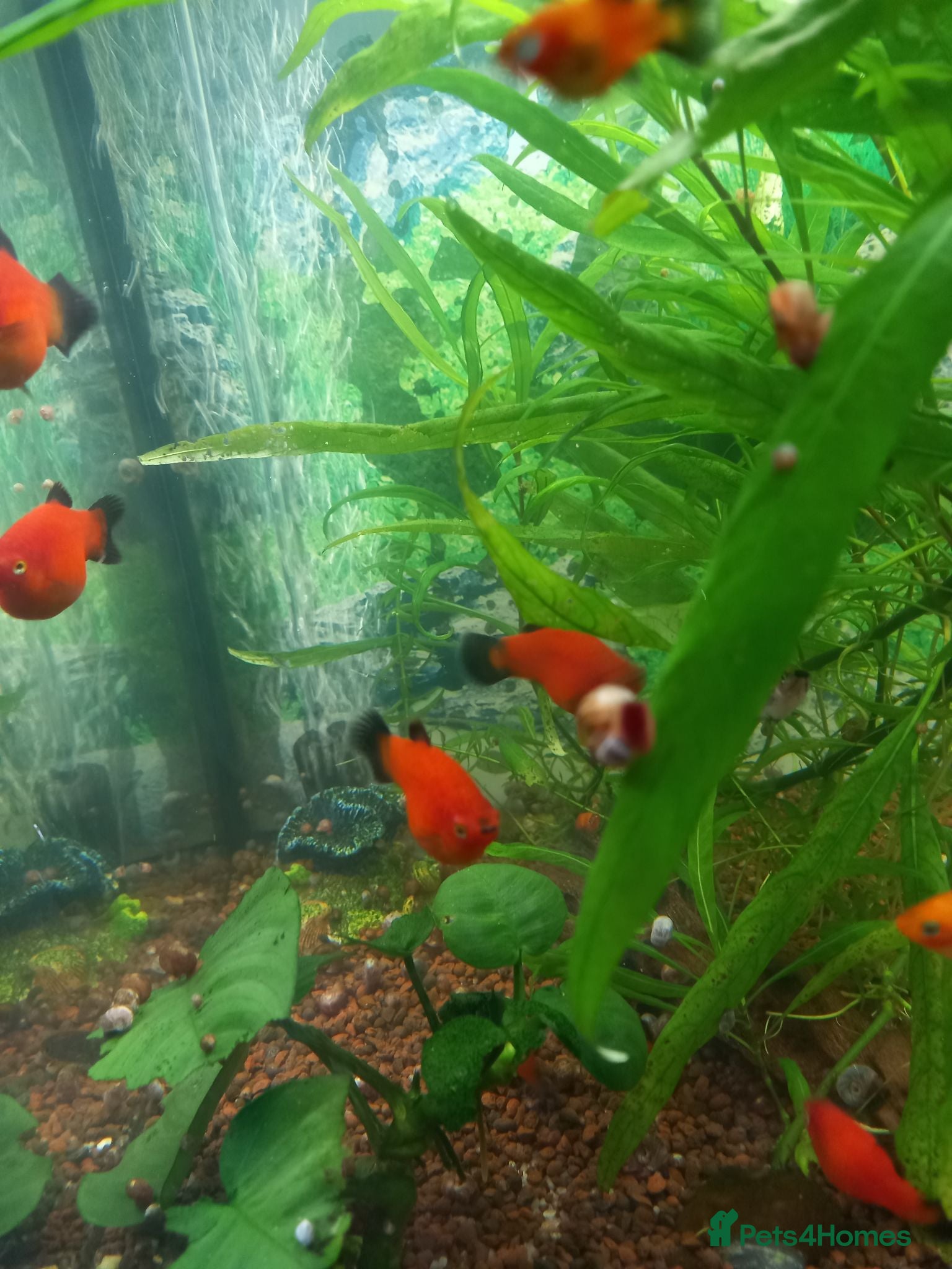 Platies fish Platy fish  - Advert 1