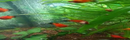 Platies fish for sale: Platy fish  in Holt - Advert 1