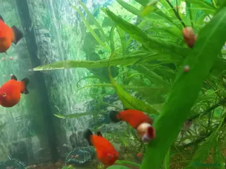 Platies fish Platy fish - Advert 1