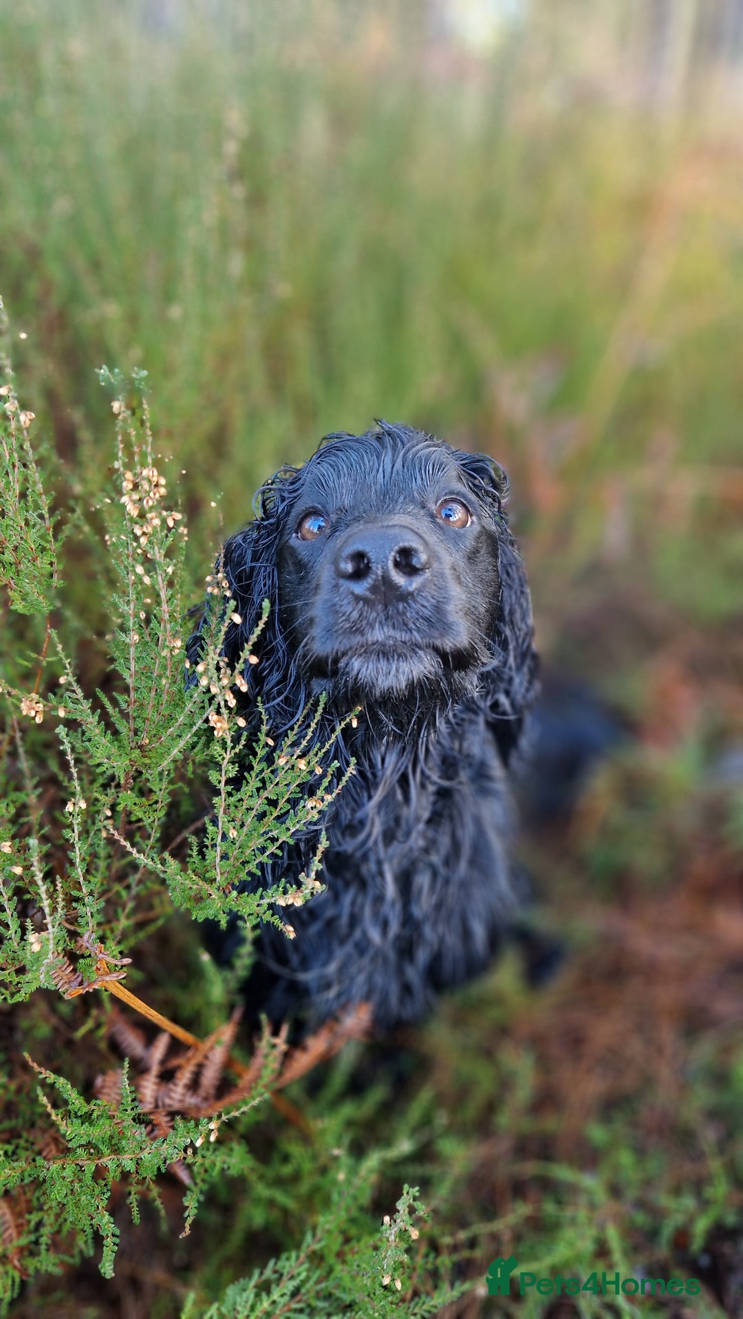 Cocker Spaniel dogs for stud: Working cocker at studs in Ashford - Image 14