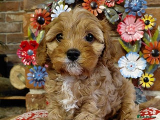 Cavapoo dogs Quality True mini Cavapoo Puppies in Eastleigh - Advert 4