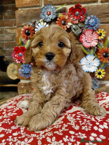 Cavapoo dogs Quality True mini Cavapoo Puppies in Eastleigh - Advert 3
