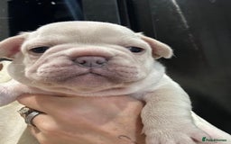 French Bulldog dogs for sale: Quality Frenchbull dogs - Image 11