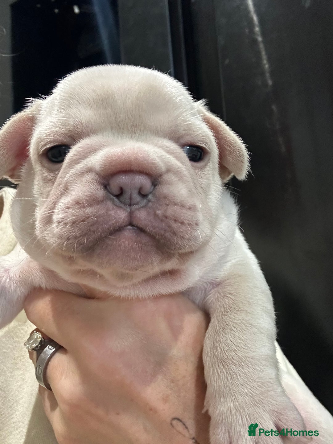 French Bulldog dogs for sale: Quality Frenchbull dogs - Image 11