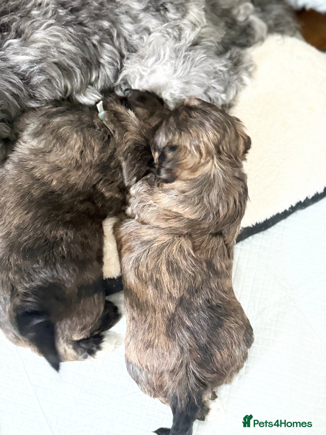 Lhasa Apso dogs for sale: Beautiful Pure Lhasa Apso Puppies - 1 boy,1 girl - Advert 7