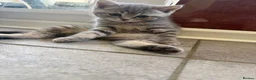 Scottish Fold cats for sale: Scottish Fold and Scottish straight kittens. - Advert 22