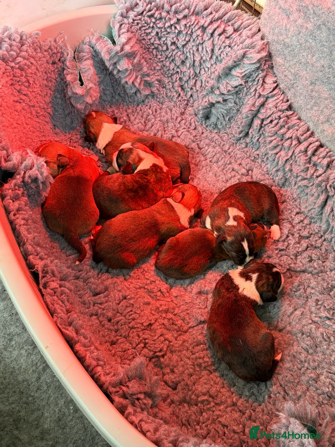 Welsh Corgi Cardigan dogs for sale: Beautiful Welsh Cardigan Corgi  - Advert 2