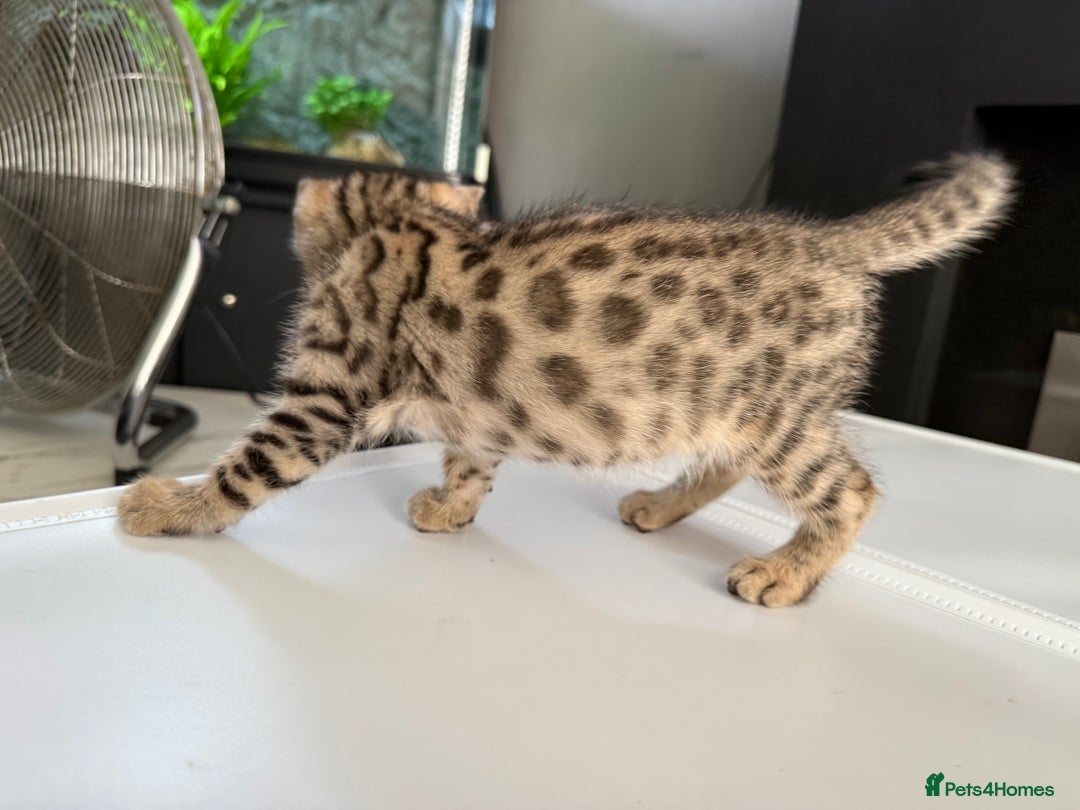 Bengal cats for sale: Three Bengals ready for their forever homes  - Image 26