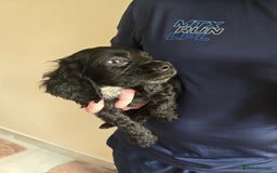 Cocker Spaniel dogs for sale: Cocker Spaniel puppies  - Image 16