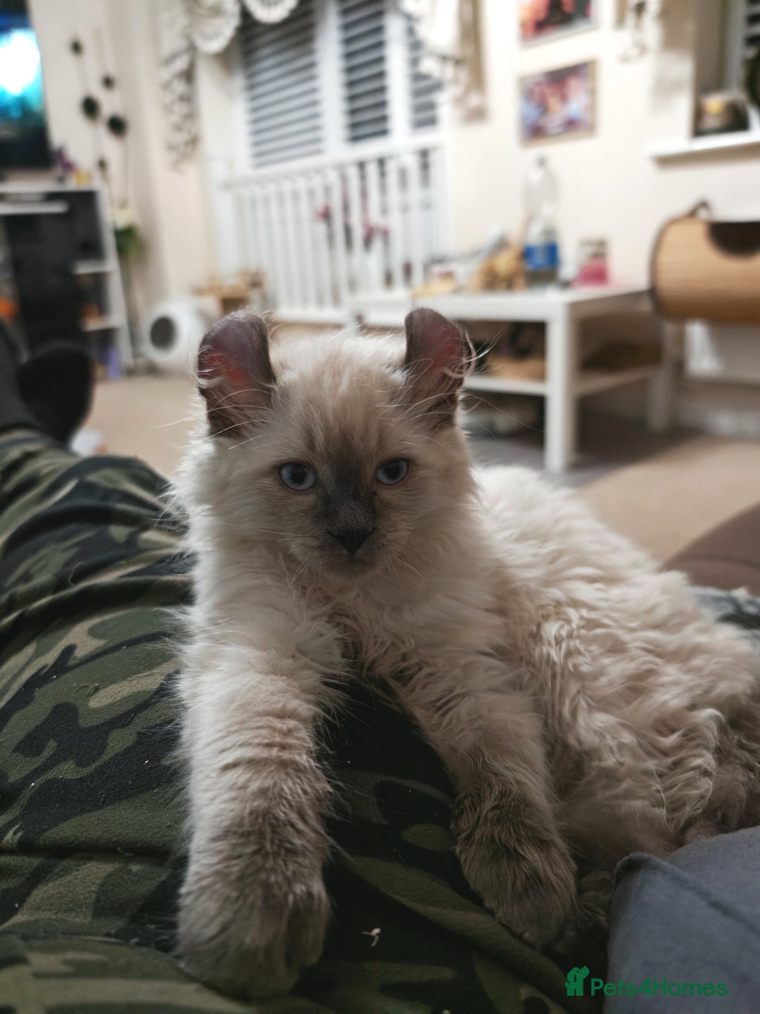 American Curl cats for sale: RARE, Unique, Affectionate American Curl Kittens!  - Advert 15