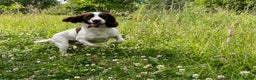 English Springer Spaniel dogs for stud: English Springer Spaniel Stud – “PADDY’S GILL LAD - Advert 5