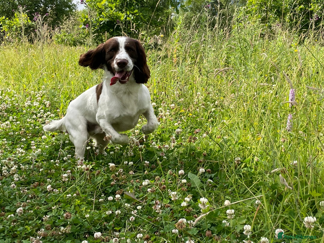English Springer Spaniel dogs for stud: English Springer Spaniel Stud – “PADDY’S GILL LAD - Advert 5