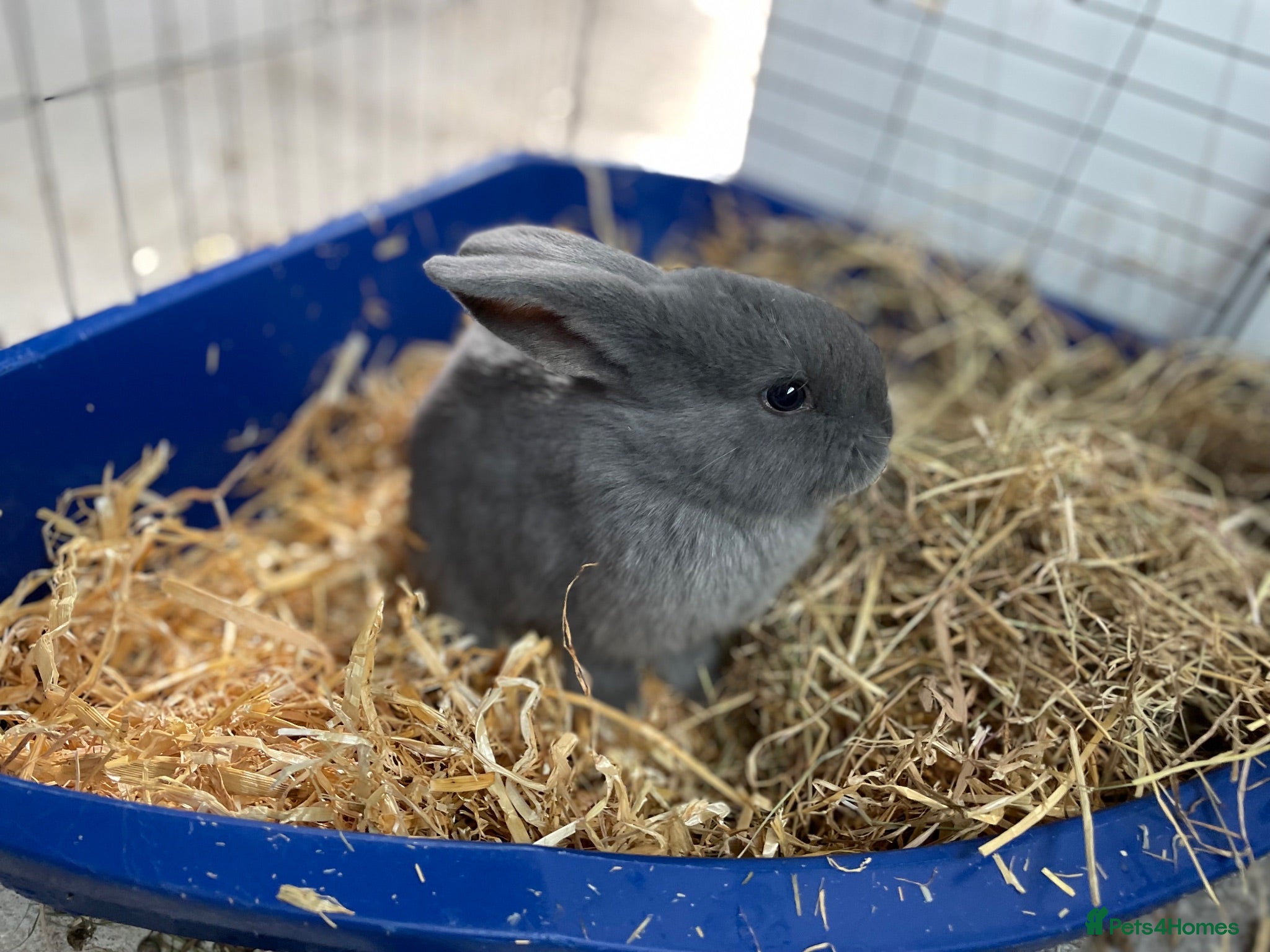 Mixed Breed rabbits Mininlop x Holland lop bunnies - Advert 1