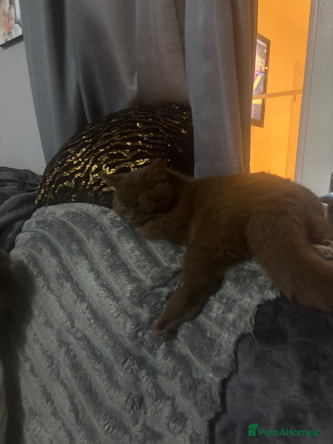 British Shorthair cats for sale: Pure chocolate British short haired male kitten  - Advert 3