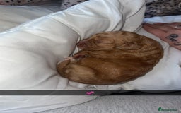 Cocker Spaniel dogs for sale: 7 beautiful cocker spaniel puppies 🩷💙 - Advert 3