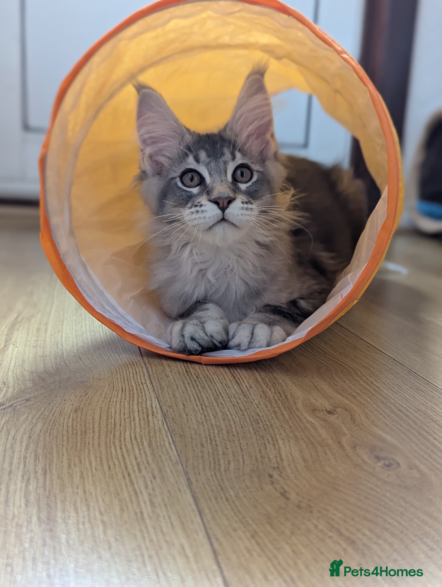 Maine Coon cats 🏅GCCF🏅 pure maine coon kittens  - Advert 12
