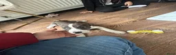 American Bulldog dogs for sale: American bulldog - Advert 6