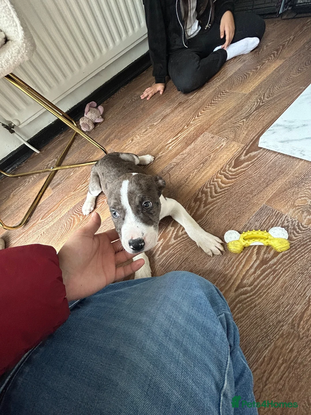 American Bulldog dogs for sale: American bulldog - Advert 6