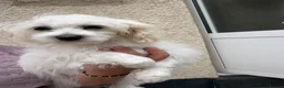 Havanese dogs for sale: Havanese puppy - Advert 4