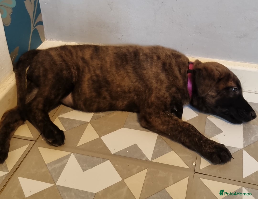 Belgian Shepherd Dog dogs for sale: READY TO GO Mother is Dutch Herder x Malinois  - Advert 6