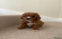 Cavapoo dogs for sale: Stunning F1b Deep Fox Red Toy cavapoos - Image 10