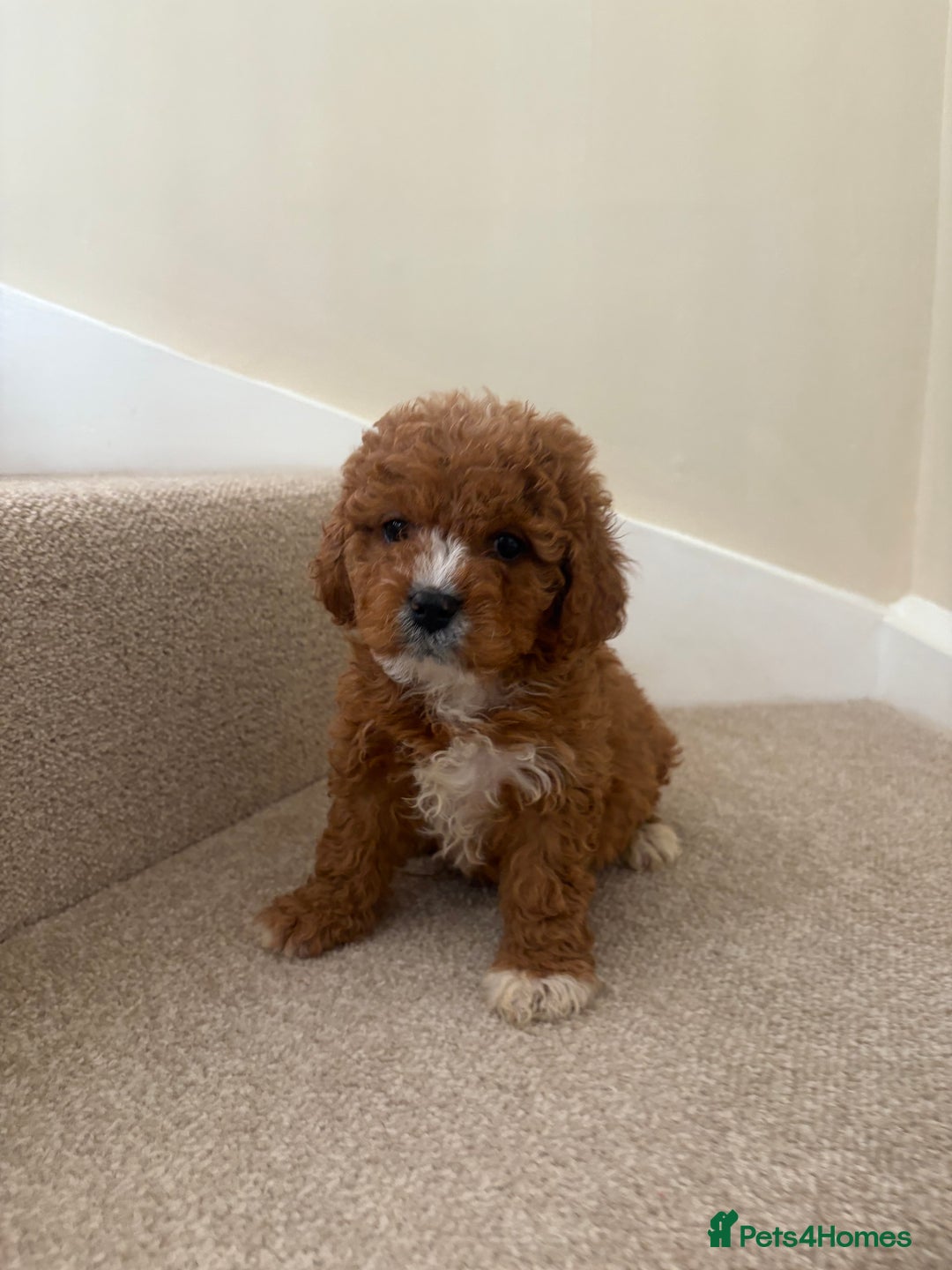 Cavapoo dogs for sale: Stunning F1b Deep Fox Red Toy cavapoos - Image 10