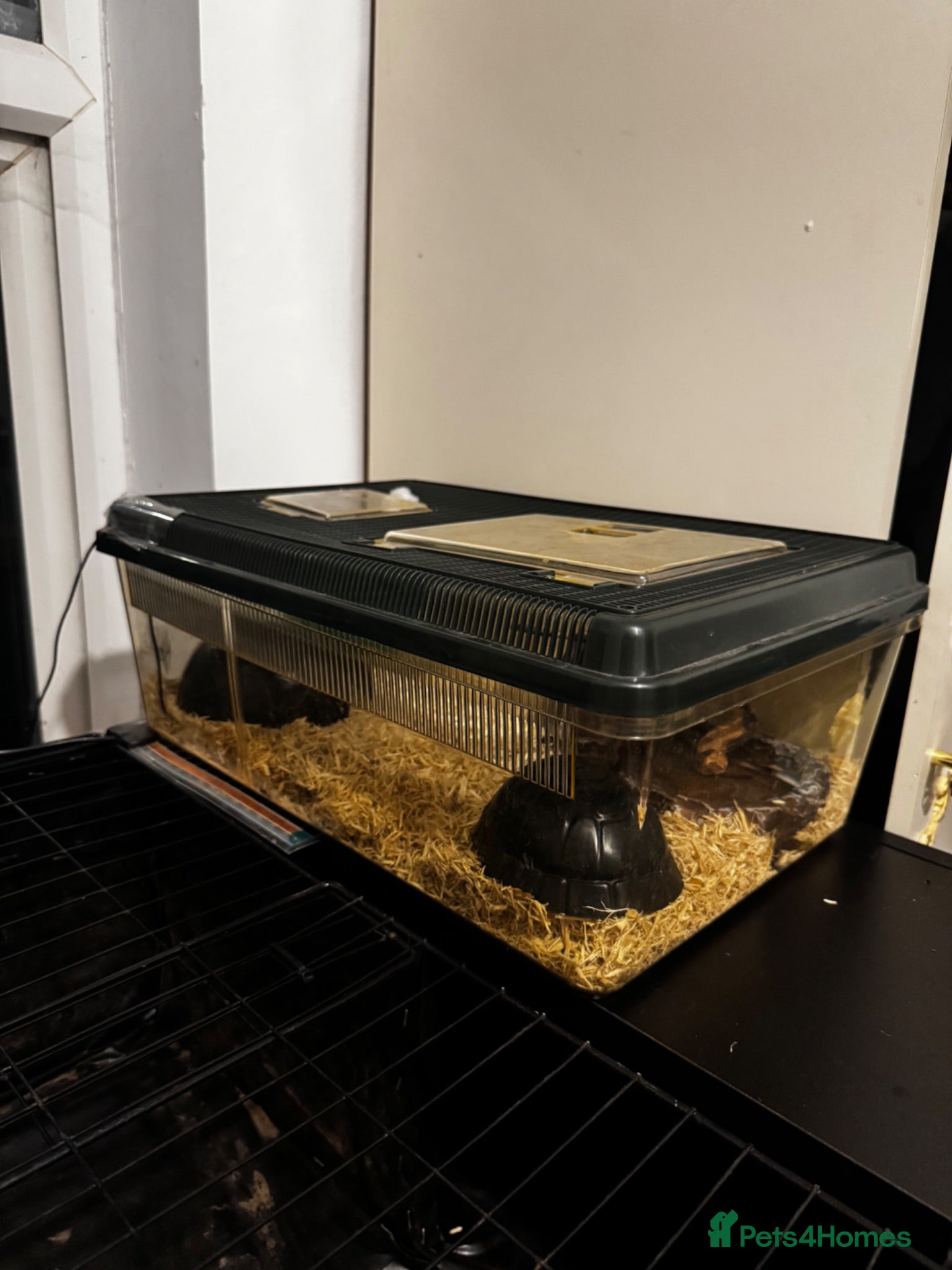 Corn Snake reptiles Albino Baby Corn Snake with Full Setup - Advert 2