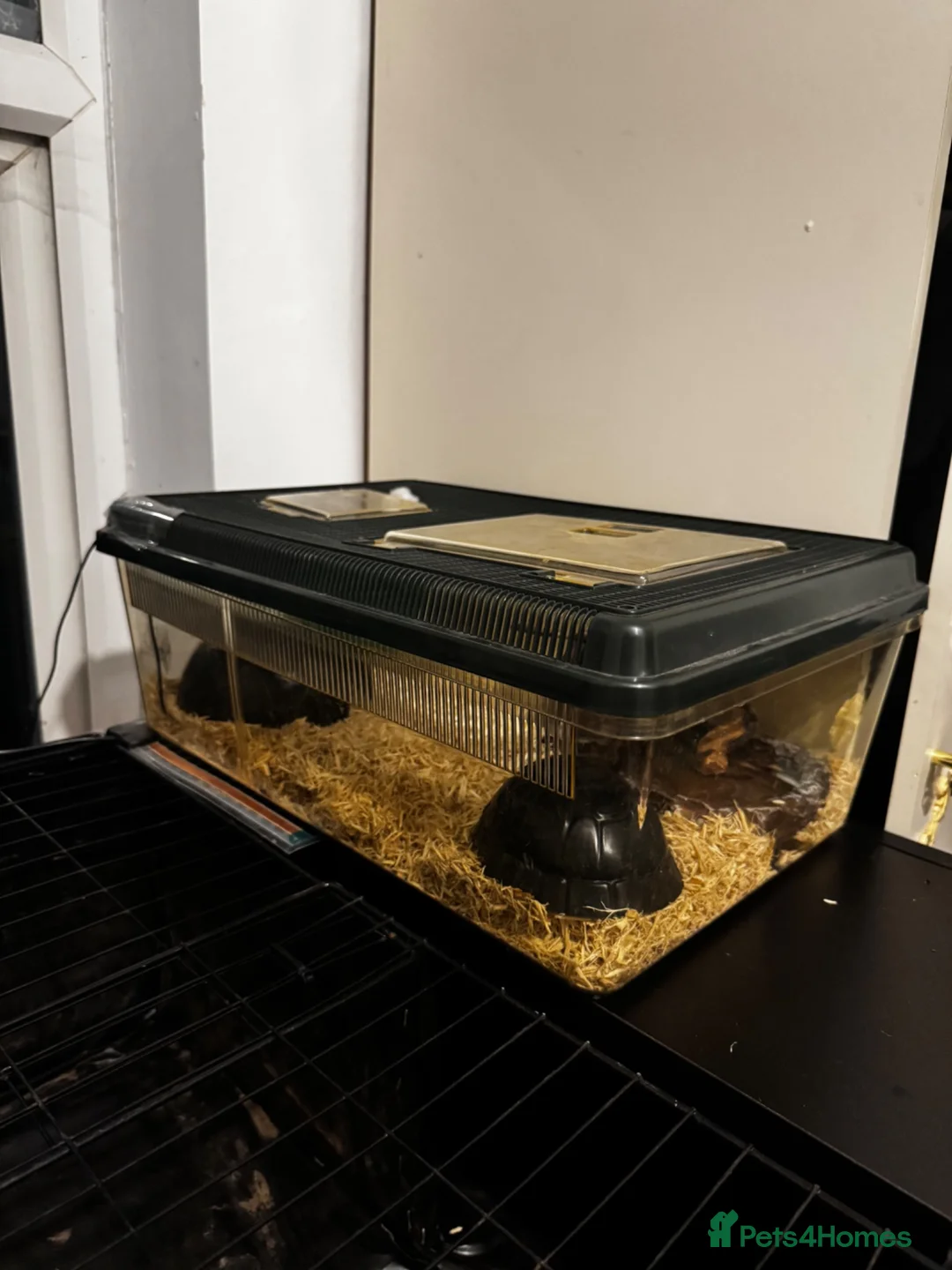 Corn Snake reptiles for sale: Albino Baby Corn Snake with Full Setup - Advert 2