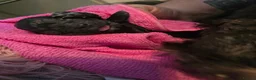 Shih Tzu dogs for sale: Beautiful Shih-tzu litter in Bellshill - Advert 19