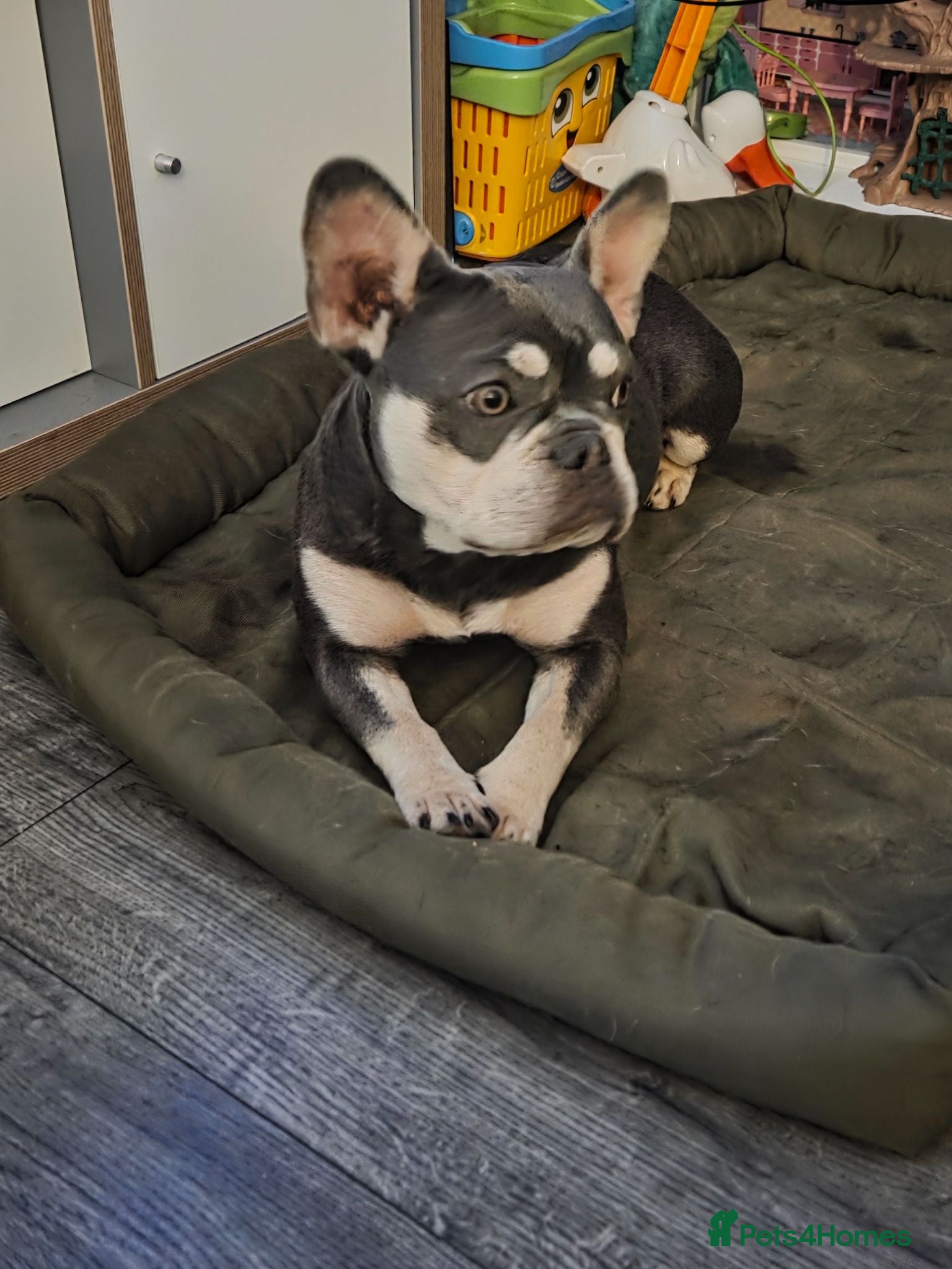 French Bulldog dogs French bulldog - Advert 1