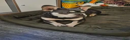 French Bulldog dogs for sale: French bulldog - Advert 1