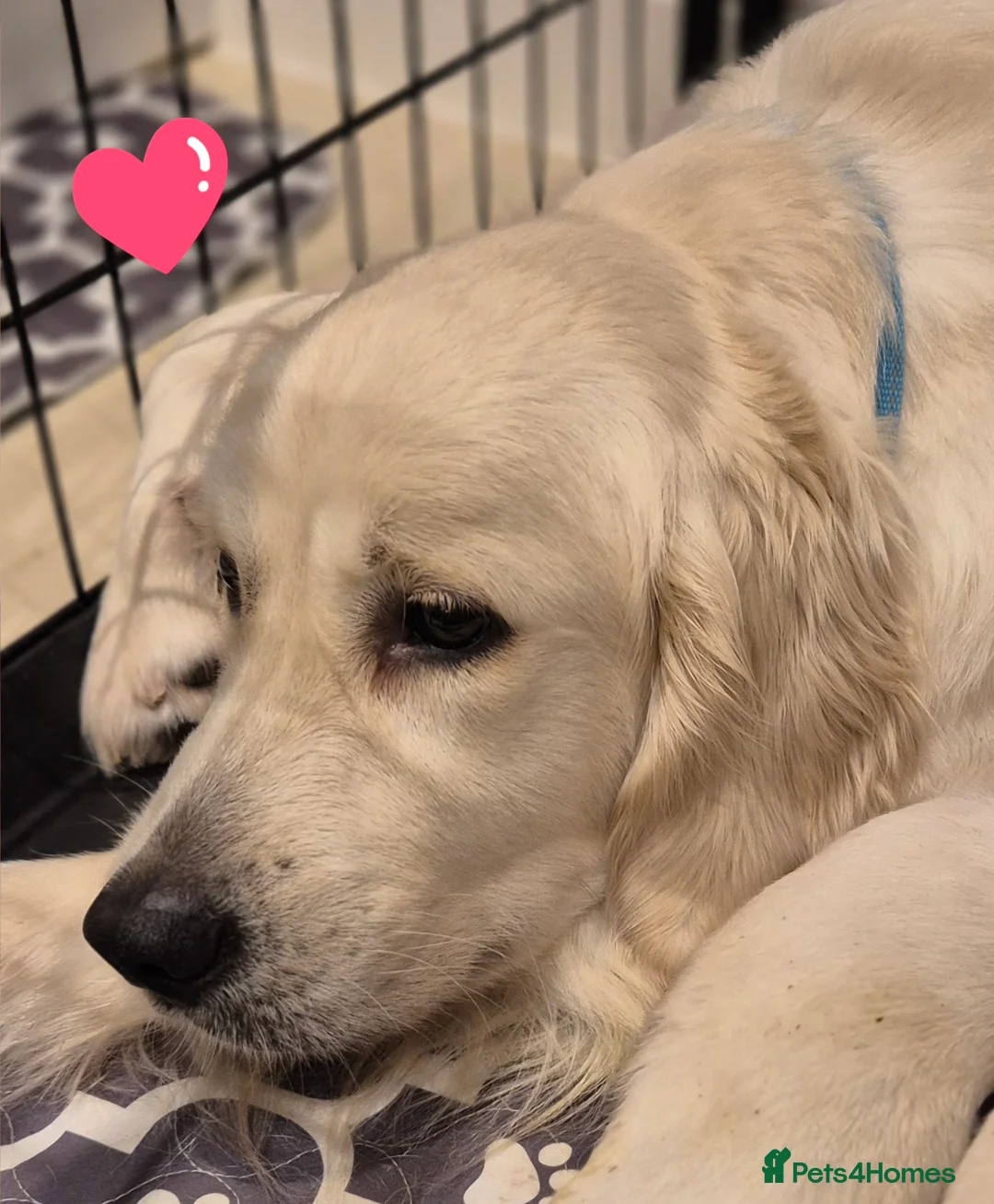 Golden Retriever dogs for sale: KC Registered Golden Retrievers - Advert 11