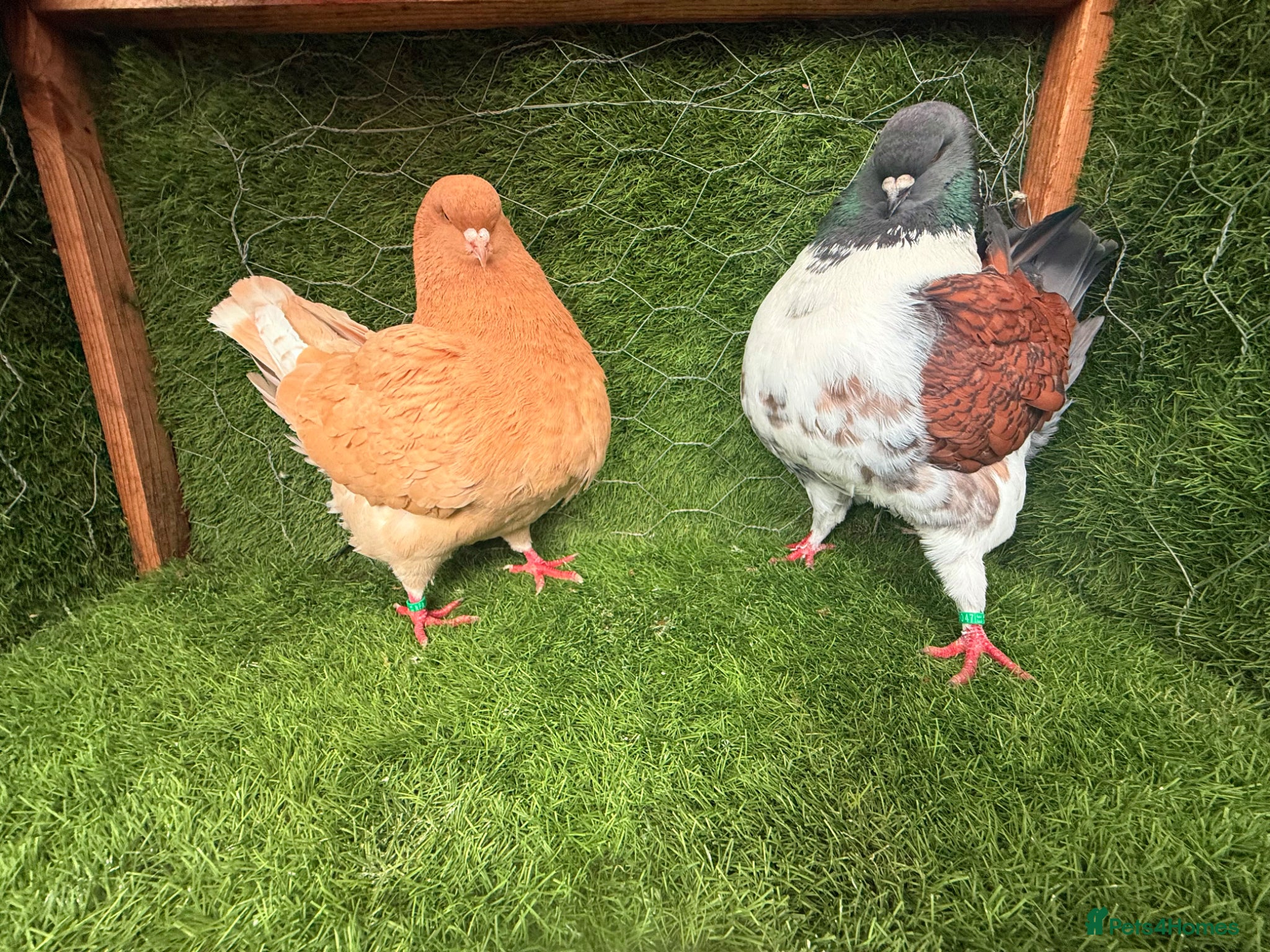 Pigeons birds Top Quality Strong Breeding Pair – Vaccinated - Advert 1