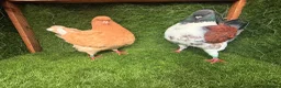 Pigeons birds for sale: Top Quality Strong Breeding Pair – Vaccinated - Advert 13
