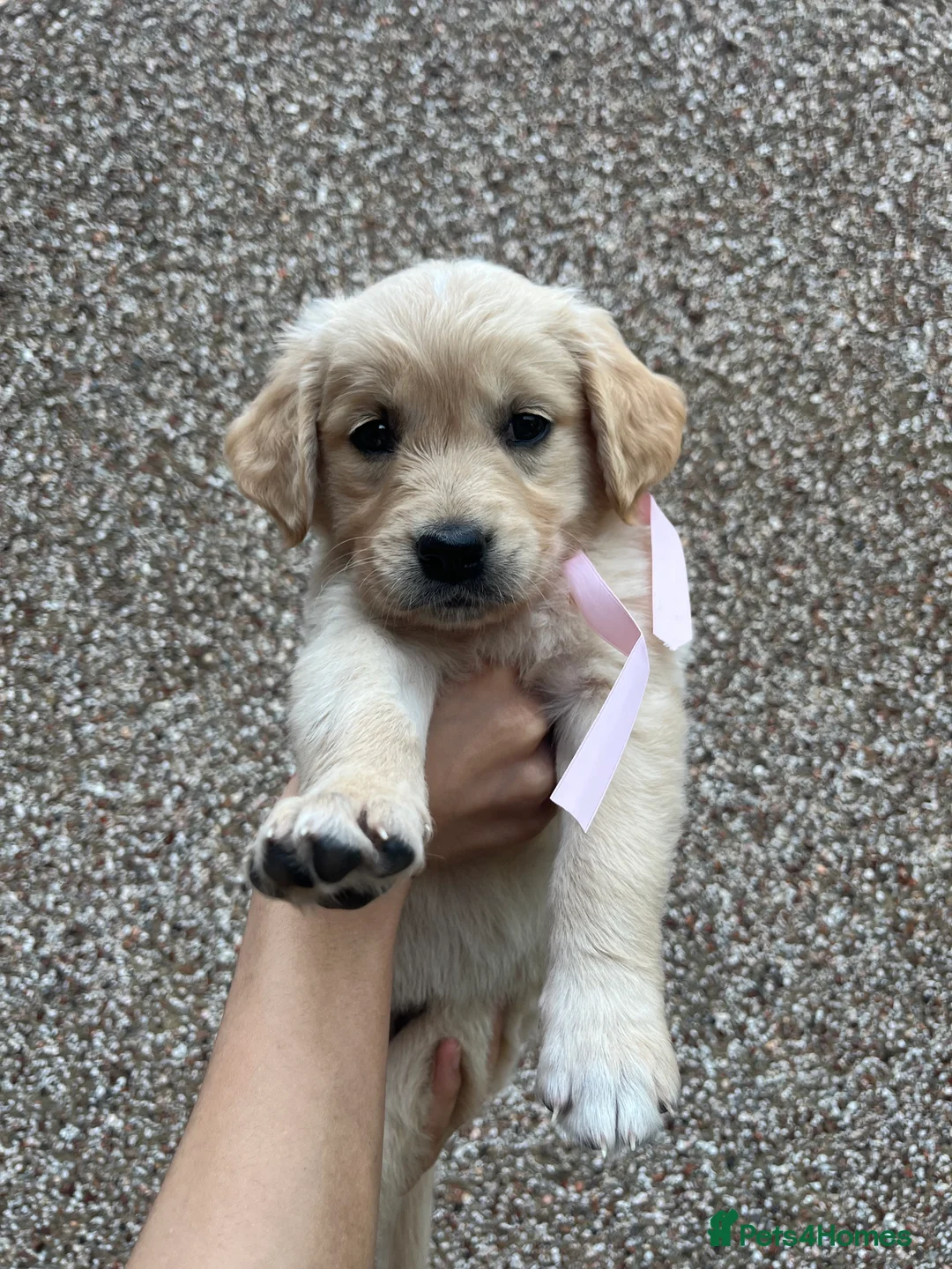 Golden Retriever dogs for sale: Golden Retrievers pure breed puppies - Advert 2