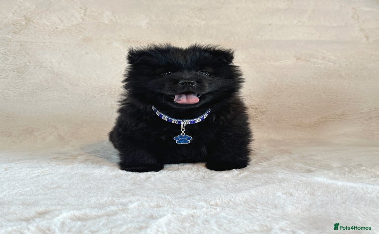 Chow Chow dogs - Advert 2