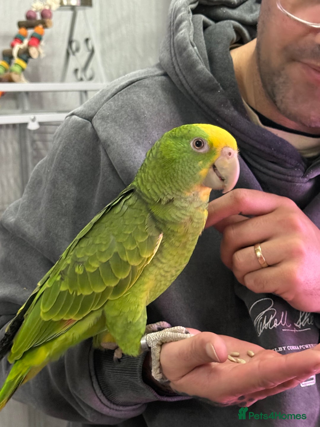 Parrots birds for sale: Double Yellow Head Amazon hand reared female  - Advert 2