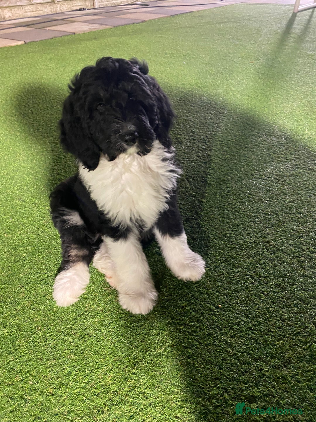 Bernedoodle dogs for sale: Tri-colour Bernedoodle  puppies  - Advert 2